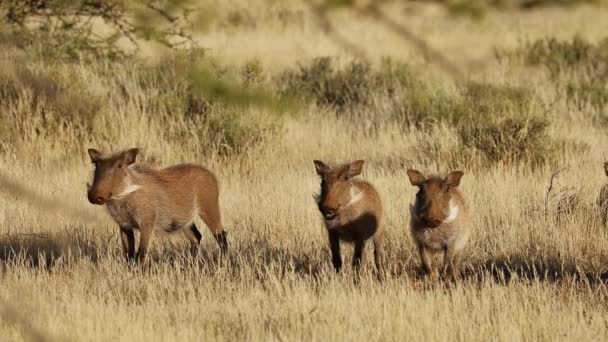Warzenschweine Phacochoerus Africanus Natürlichem Lebensraum Südafrika — Stockvideo