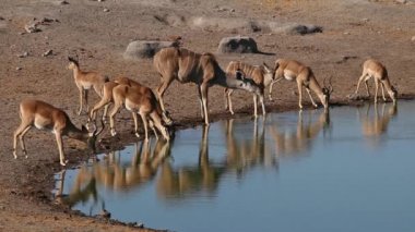 Etosha Ulusal Parkı, Namibya 'daki bir su birikintisinde su içen bir antilop ve İmpala antilobu.