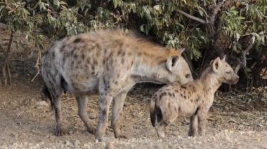 Benekli bir sırtlan (Crocuta crocuta), Güney Afrika 'da Kruger Ulusal Parkı' nda yavrusuyla birlikte ininde.