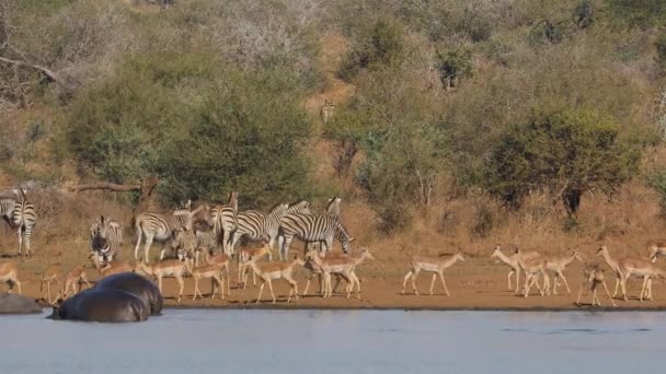 Flodhästar Zebror Och Impala Antiloper Vid Naturlig Damm Kruger National — Stockvideo