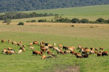 Güney Afrika 'daki kırsal bir çiftliğin yemyeşil otlaklarında otlayan süt inekleri.