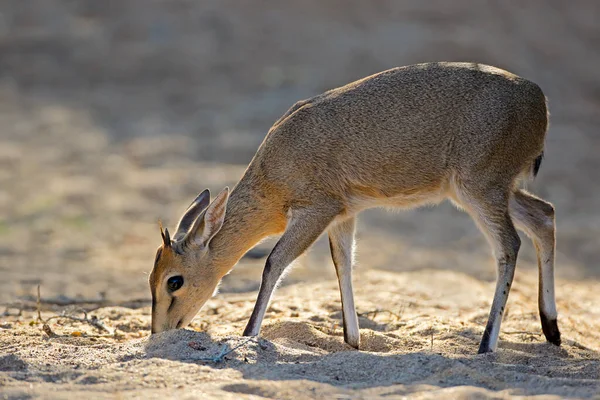 Alimentación Del Antílope Duiker Común Sylvicapra Grimmia Parque Nacional Kruger — Foto de Stock