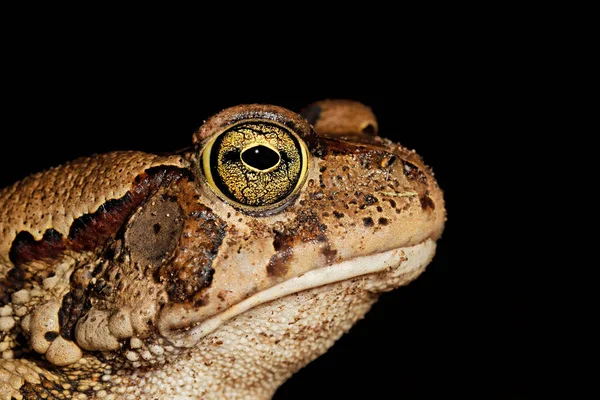 Portrait Guttural Toad Amietophrynus Gutturalis Isolated Black South Africa — Stock Photo, Image
