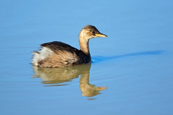 Zwergtaucher Tachybaptus Ruficollis Schwimmen Südafrika — Stockfoto