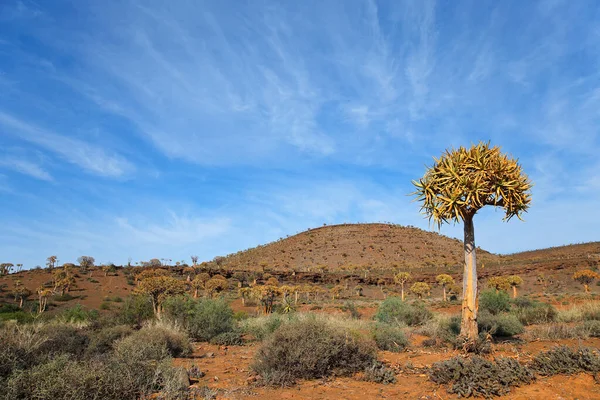 Arid Berglandschap Met Trillende Bomen Aloë Dichotoma Noordkaap Zuid Afrika — Stockfoto