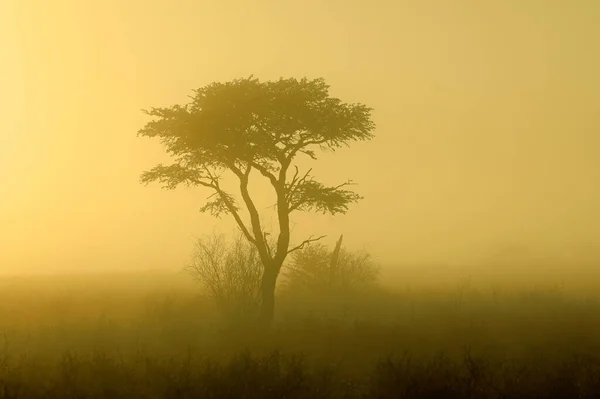 南非卡拉哈里沙漠 日出时分 树木在雾气中的风景 — 图库照片