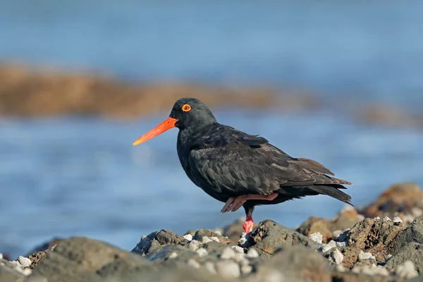 Rar African Negru Stridii Haematopus Moquini Roci Coastă Africa Sud — Fotografie, imagine de stoc