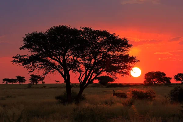 Scenisk Afrikansk Savann Solnedgång Med Siluett Träd Och Röd Himmel — Stockfoto