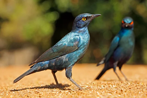 Alert Greater Blue Eared Starlings Lamprotornis Chalybaeus Kruger National Park — Stock Photo, Image