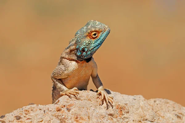 Portretul Unei Agame Terestre Agama Aculeata Stând Stâncă Africa Sud — Fotografie, imagine de stoc