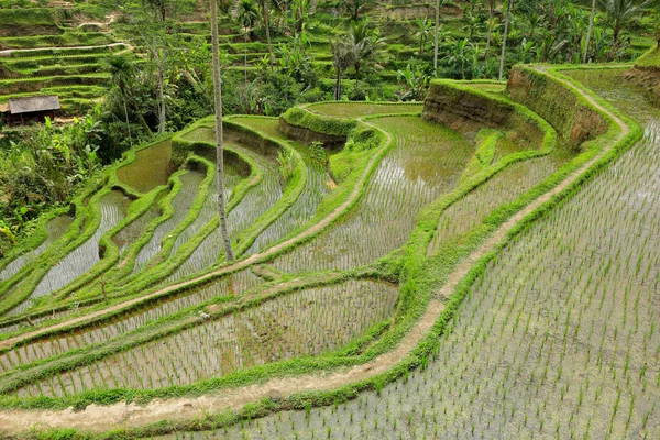 印度尼西亚巴厘Ubud绿油油的Tegallalang水稻梯田景观 — 图库照片