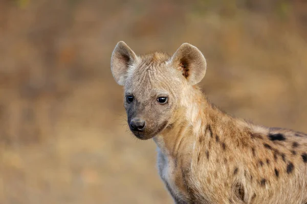 Portrait Young Spotted Hyena Crocuta Crocuta Kruger National Park South — Stock Photo, Image