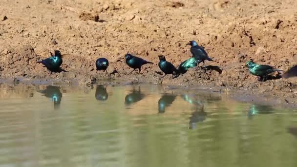 Cape Glossy Starlings Lamprotornis Nitens Potabile Sudafrica — Video Stock
