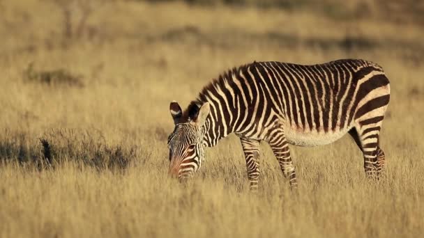 Ein Kapbergiges Zebra Equus Zebra Das Offenem Grasland Weidet Bergzebra — Stockvideo