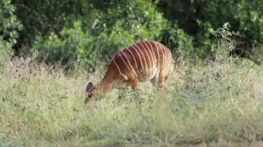 Doğal habitat, Mkuze oyun rezervi, Güney Afrika 'da dişi nyala antilobu (Tragelaphus angasii)