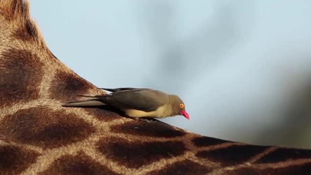 Pájaro Carpintero Pico Rojo Buphagus Erythrorhynchus Alimentándose Una Jirafa Parque — Vídeos de Stock