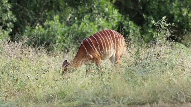 Doğal Habitat Mkuze Oyun Rezervi Güney Afrika Dişi Nyala Antilobu — Stok video