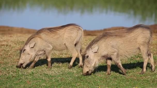 Warthogs Phacochoerus Africanus Alimentándose Hábitat Natural Parque Nacional Del Elefante — Vídeos de Stock