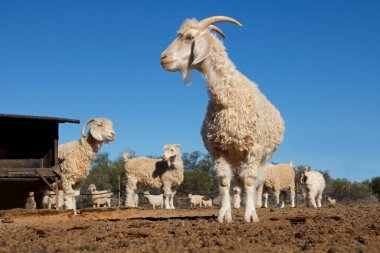 Güney Afrika 'nın kırsal kesimindeki bir otlakta keçiler.