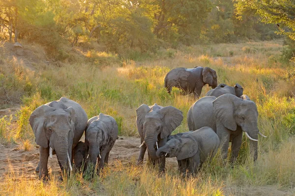 Stádo Afrických Slonů Loxodonta Africana Pozdním Odpoledním Světle Kruger National — Stock fotografie