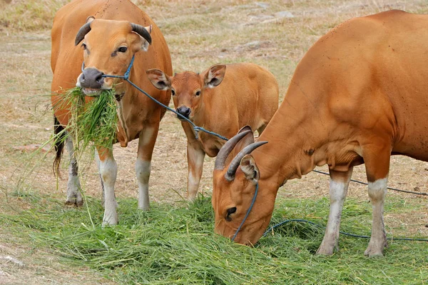 Vaches Veaux Bali Bovins Sauvages Domestiqués Javan Banteng Bali Indonésie — Photo