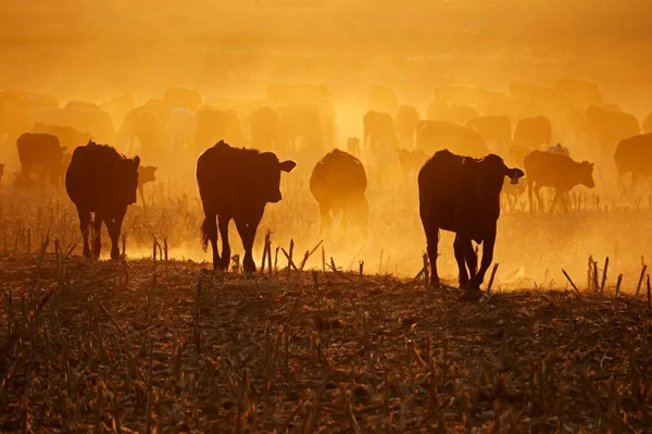 Silhouette Bovins Liberté Marchant Sur Champ Poussiéreux Coucher Soleil Afrique — Photo