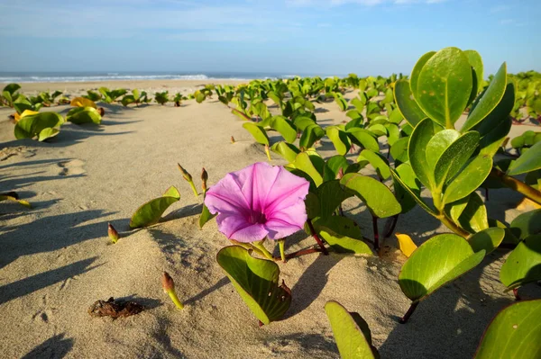 Pláž Ranní Sláva Ipomoea Pes Caprae Barevnými Květy Jižní Afrika — Stock fotografie