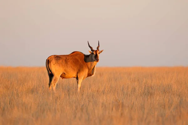 Antylopa Eland Mężczyzna Tragelaphus Oryx Późno Popołudniowe Światło Mokala National — Zdjęcie stockowe