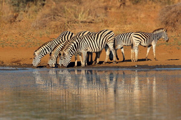 Herd of plains zebras (Equus burchelli) drinking water, Kruger National Park, South Africa