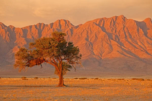 Namib Pustynny Krajobraz Zachodzie Słońca Surowymi Górami Ciernistym Drzewem Namibia — Zdjęcie stockowe