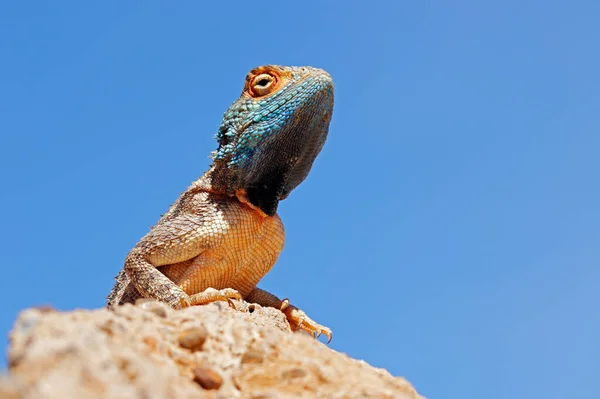 Portrait Ground Agama Agama Aculeata Sitting Rock Blue Sky South — Stock Photo, Image