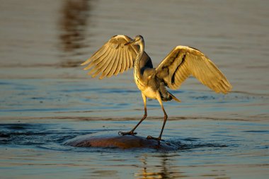 Suda bir su aygırı üzerinde dengelenen gri balıkçıl (Ardea cinerea), Kruger Ulusal Parkı, Güney Afrika