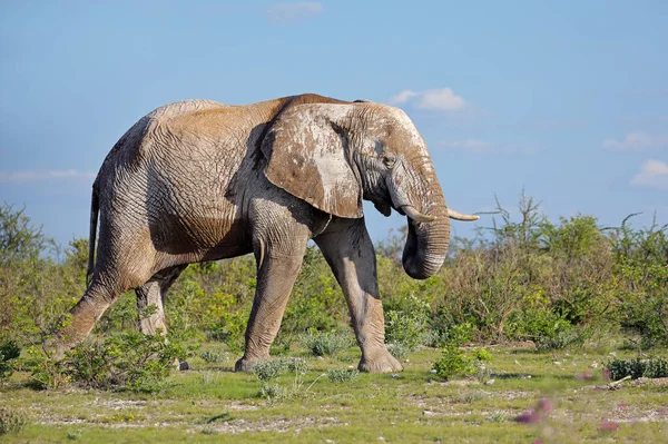 Large African Elephant Loxodonta Africana Bull Covered Mud Etosha National — Stock Photo, Image