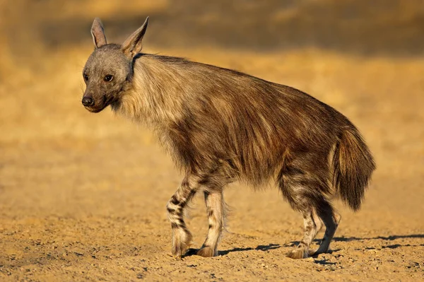 Alert Brun Hyena Hyaena Brunnea Kalahariöknen Sydafrika — Stockfoto