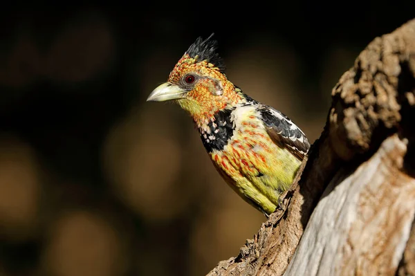 Barbet Crista Trachyphonus Vaillantii Sentado Uma Árvore África Sul — Fotografia de Stock