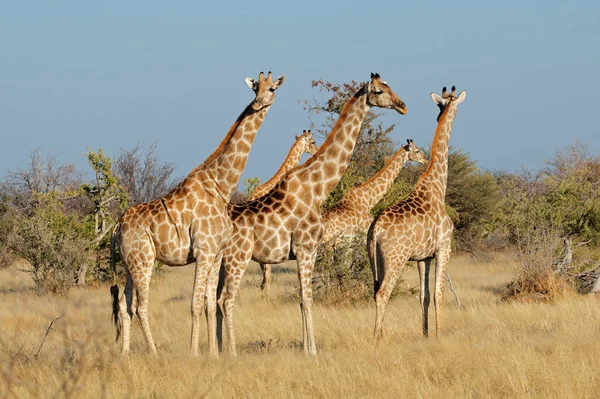 Girafes Giraffa Camelopardalis Dans Habitat Naturel Parc National Etosha Namibie — Photo