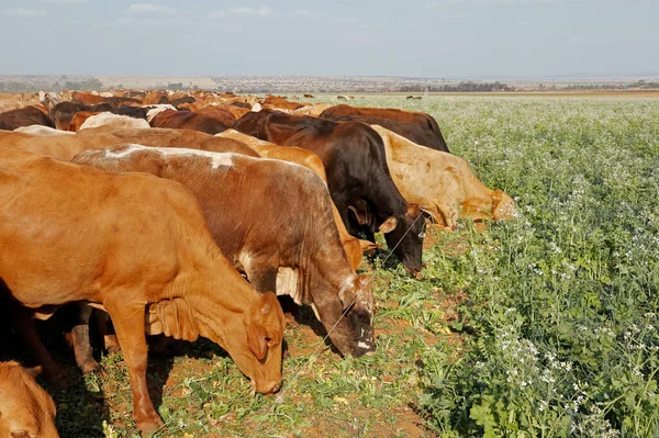 Skot Pás Pastviny Pokrývají Plodiny Pohyblivým Elektrickým Plotem Venkovské Farmě — Stock fotografie
