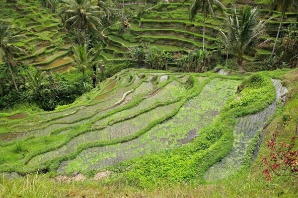 Вид Пышные Зеленые Рисовые Террасы Тегаллаланг Убуде Бали Индонезия — стоковое фото