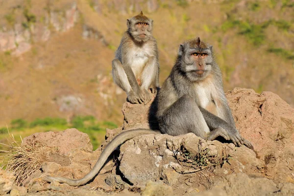 Μαϊμούδες Μακριά Ουρά Από Μπαλί Macaca Fascicularis Που Κάθονται Βράχους — Φωτογραφία Αρχείου