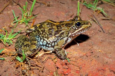 Bir Cape nehir kurbağası (Amietia fuscigula) doğal yaşam alanında oturuyor, Güney Afrika