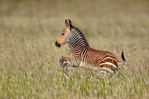 Cebra Montaña Del Cabo Equus Zebra Potro Corriendo Parque Nacional — Foto de Stock