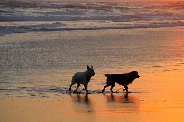 夕暮れ時には美しい砂浜を走ったり遊んだりするシルエットの犬 — ストック写真