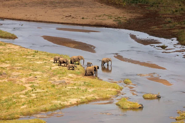 Small Herd African Elephants Crossing Olifants River Kruger National Park — Stock Photo, Image