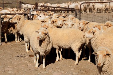 Güney Afrika 'nın kırsal kesimindeki bir otlakta Merino koyunu