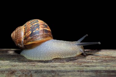 Nocturnal garden snail (Cornu aspersum) on the move with extended tentacles