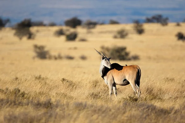 Eland Antilop Tragelaphus Oryx Természetes Élőhelyen Zebra Nemzeti Park Dél — Stock Fotó