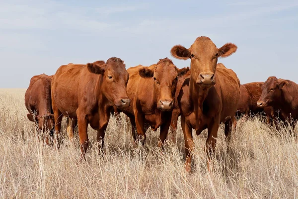 南非农村农场的小群自由放养的牛 — 图库照片