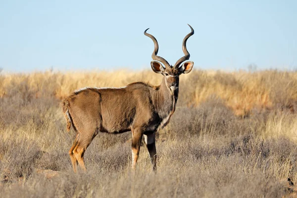 Samec Kudu Antilopa Tragelaphus Strepsiceros Přirozeném Prostředí Jihoafrická Republika — Stock fotografie