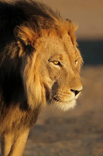 南非卡拉哈里沙漠 下午黄昏时分一只非洲大雄狮的画像 — 图库照片