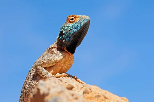 Portret Agamy Gruntowej Agama Aculeata Siedzącej Skale Błękitne Niebo Republika — Zdjęcie stockowe